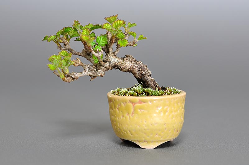 ガマズミ-D1（がまずみ・金華山莢迷）実もの盆栽の販売と育て方・作り方・Viburnum dilatatum bonsai