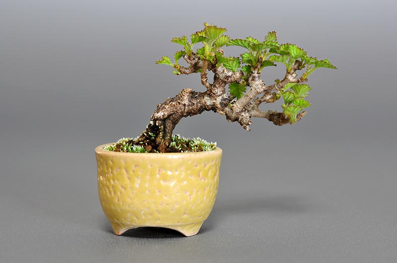 ミニ盆栽・ガマズミ-D1（がまずみ・金華山莢迷）実もの盆栽を裏側から見た景色・Viburnum dilatatum bonsai