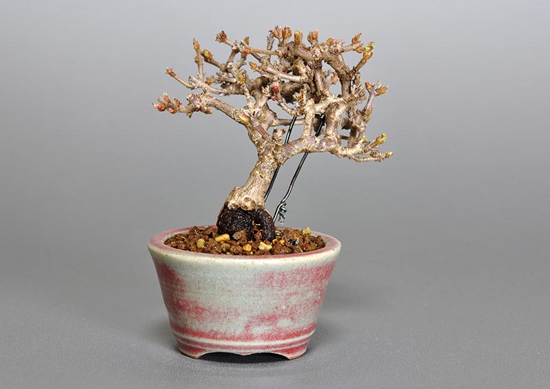 ガマズミ-F1-1（がまずみ・金華山莢迷）実もの盆栽を裏側から見た景色・Viburnum dilatatum bonsai