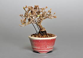 ガマズミ-F1（がまずみ・金華山莢迷）実もの盆栽の成長記録-1・Viburnum dilatatum bonsai