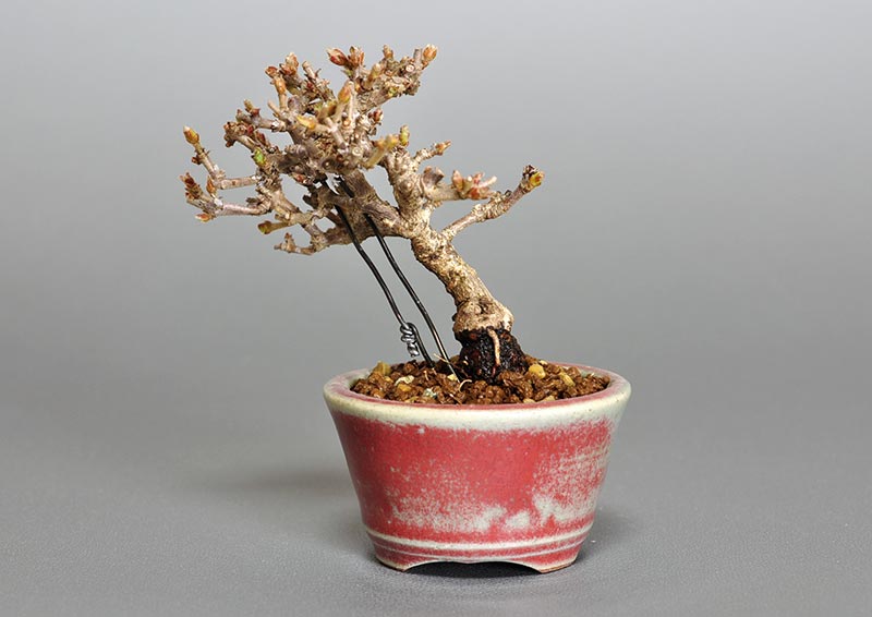 ガマズミ-F1-1（がまずみ・金華山莢迷）実もの盆栽を右側から見た景色・Viburnum dilatatum bonsai