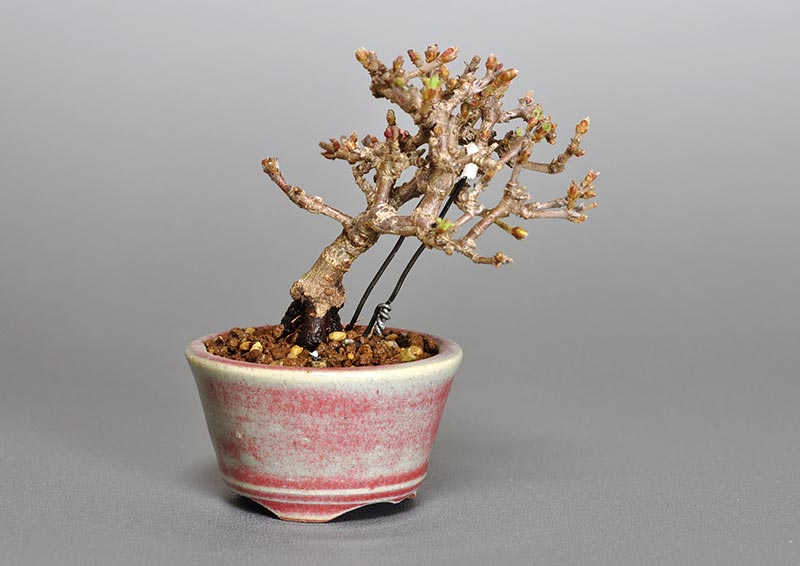 ガマズミ-F1-1（がまずみ・金華山莢迷）実もの盆栽を左側から見た景色・Viburnum dilatatum bonsai