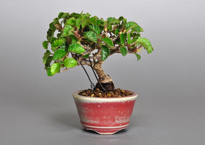 ガマズミ-F1（がまずみ・金華山莢迷）実もの盆栽の販売と育て方・作り方・Viburnum dilatatum bonsai