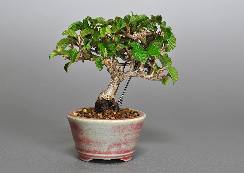 ガマズミ-F1（がまずみ・金華山莢迷）実もの盆栽を裏側から見た景色・Viburnum dilatatum bonsai