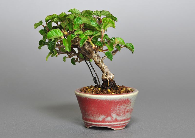 ガマズミ-F1（がまずみ・金華山莢迷）実もの盆栽を右側から見た景色・Viburnum dilatatum bonsai