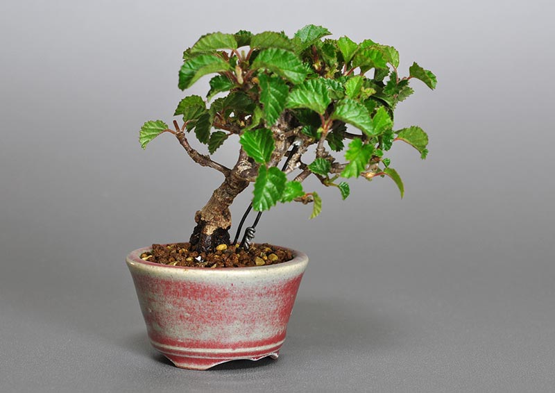 ガマズミ-F1（がまずみ・金華山莢迷）実もの盆栽を左側から見た景色・Viburnum dilatatum bonsai