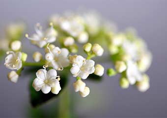 ガマズミの雌花（がまずみ・莢迷）盆栽の樹作りの参考樹形・Viburnum dilatatum Best bonsai