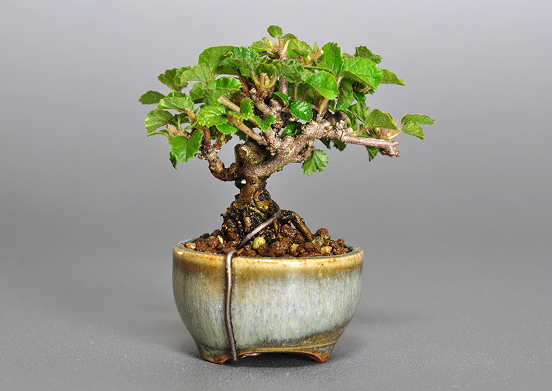 プチ盆栽・ガマズミ-H1（がまずみ・金華山莢迷）実もの盆栽を裏側から見た景色・Viburnum dilatatum bonsai