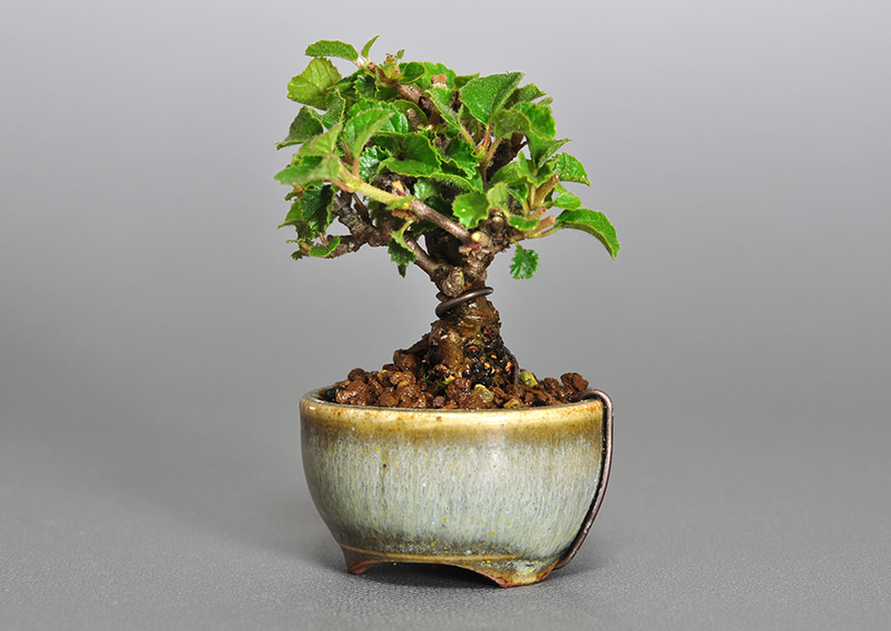 プチ盆栽・ガマズミ-H1（がまずみ・金華山莢迷）実もの盆栽を右側から見た景色・Viburnum dilatatum bonsai
