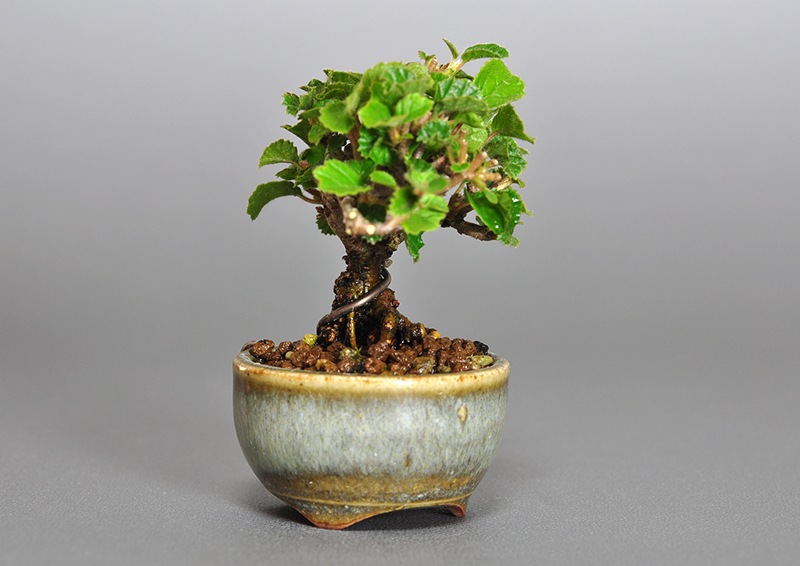 プチ盆栽・ガマズミ-H1（がまずみ・金華山莢迷）実もの盆栽を左側から見た景色・Viburnum dilatatum bonsai