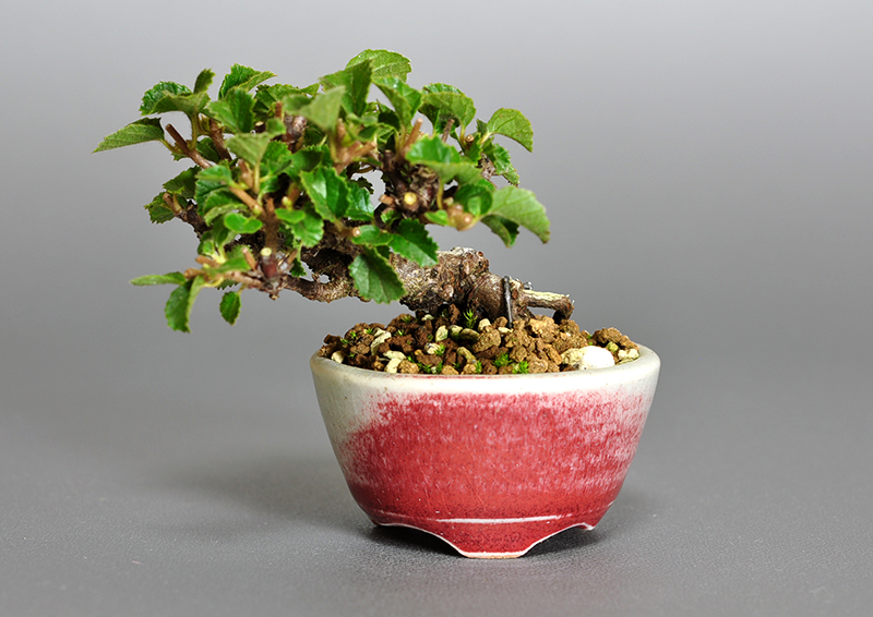 ガマズミ-I1（がまずみ・金華山莢迷）実もの盆栽の販売と育て方・作り方・Viburnum dilatatum bonsai