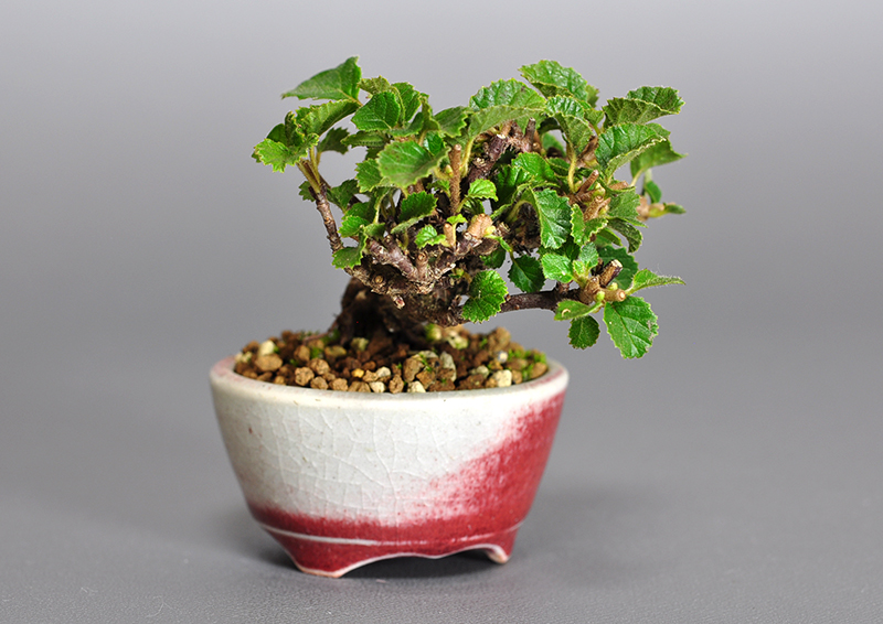 プチ盆栽・ガマズミ-I1（がまずみ・金華山莢迷）実もの盆栽を左側から見た景色・Viburnum dilatatum bonsai