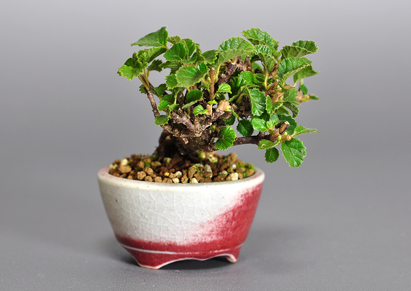 ガマズミ-I1（がまずみ・金華山莢迷）実もの盆栽を左側から見た景色・Viburnum dilatatum bonsai