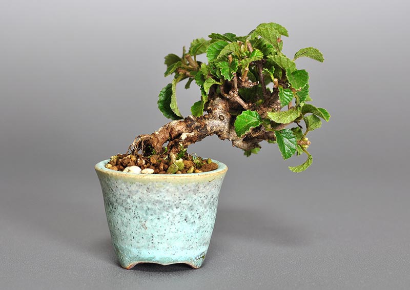 ミニ盆栽・ガマズミ-J1-1（がまずみ・金華山莢迷）実もの盆栽を裏側から見た景色・Viburnum dilatatum bonsai