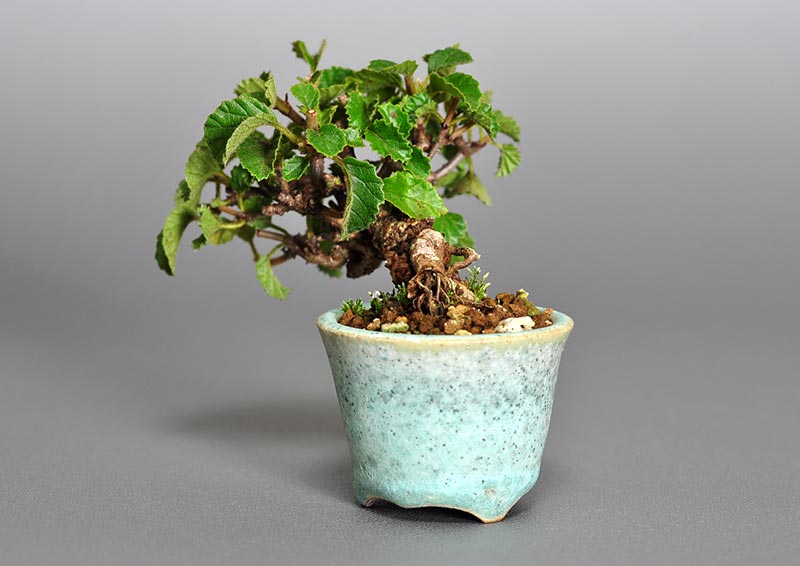 ミニ盆栽・ガマズミ-J1-1（がまずみ・金華山莢迷）実もの盆栽を右側から見た景色・Viburnum dilatatum bonsai