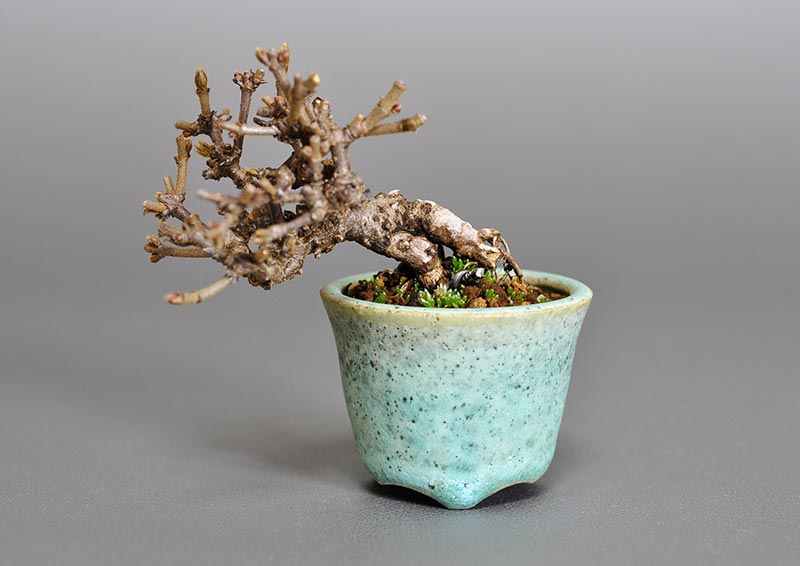 ガマズミ-J1（がまずみ・金華山莢迷）実もの盆栽の販売と育て方・作り方・Viburnum dilatatum bonsai