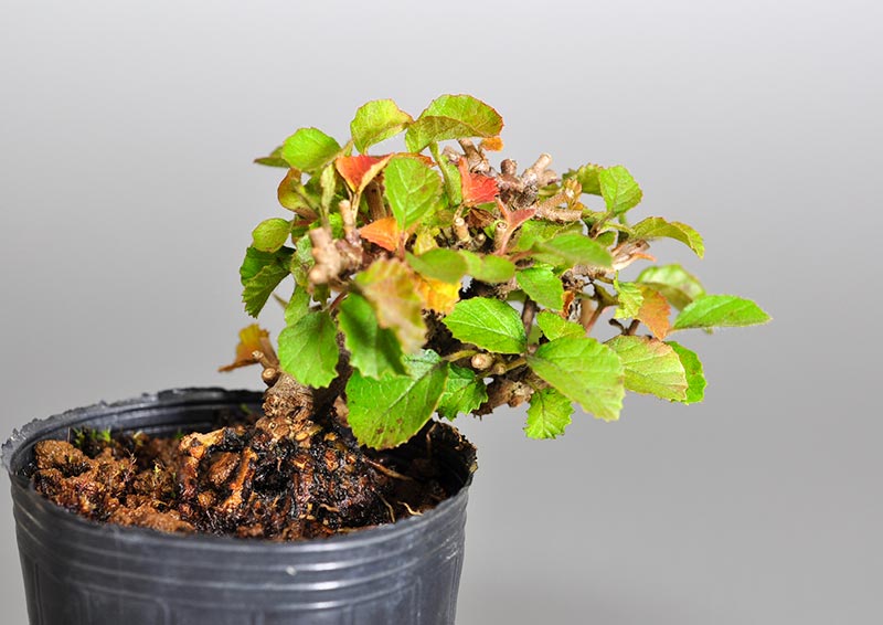 ガマズミK（がまずみ・莢迷）実もの盆栽を表側から見た景色・Viburnum dilatatum bonsai