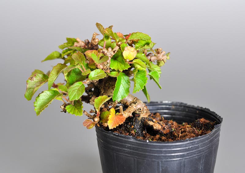 ガマズミK（がまずみ・莢迷）実もの盆栽を裏側から見た景色・Viburnum dilatatum bonsai