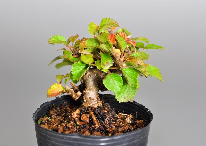 ガマズミK（がまずみ・莢迷）実もの盆栽を左側から見た景色・Viburnum dilatatum bonsai