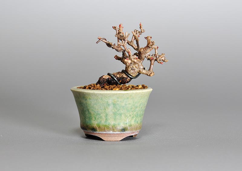 ガマズミ-L1（がまずみ・金華山莢迷）実もの盆栽の販売と育て方・作り方・Viburnum dilatatum bonsai