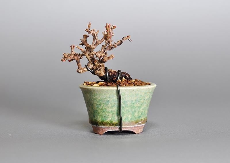 ミニ盆栽・ガマズミ-L1（がまずみ・金華山莢迷）実もの盆栽を裏側から見た景色・Viburnum dilatatum bonsai