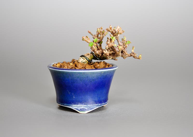 ガマズミ-M1（がまずみ・金華山莢迷）実もの盆栽の販売と育て方・作り方・Viburnum dilatatum bonsai