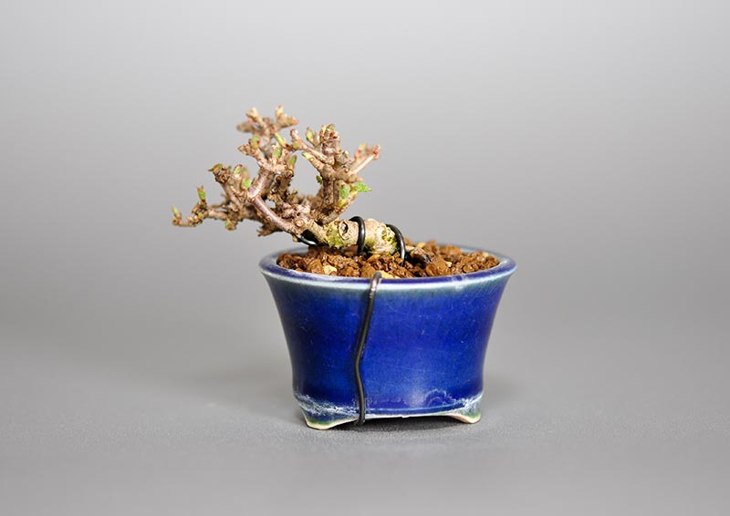 ガマズミ-M1（がまずみ・金華山莢迷）実もの盆栽を裏側から見た景色・Viburnum dilatatum bonsai