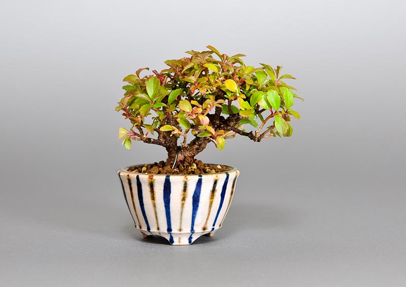 ガマズミ-N1（がまずみ・莢迷）プチ盆栽の販売と育て方・作り方・Viburnum dilatatum bonsai photo