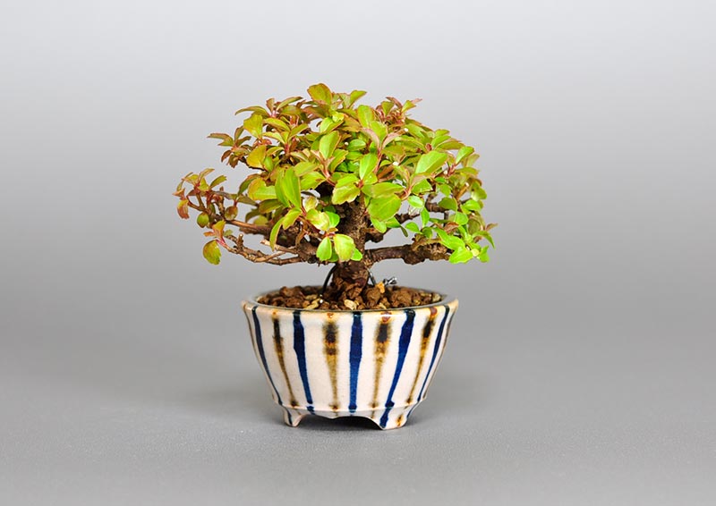 ガマズミ-N1（がまずみ・莢迷）花もの盆栽を右側から見た景色・Viburnum dilatatum bonsai photo