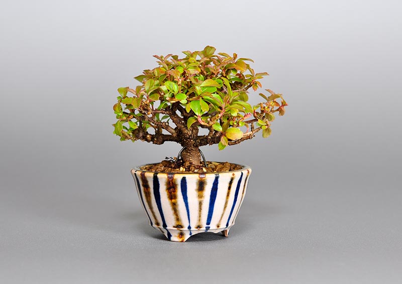 ガマズミ-N1（がまずみ・莢迷）花もの盆栽を左側から見た景色・Viburnum dilatatum bonsai photo