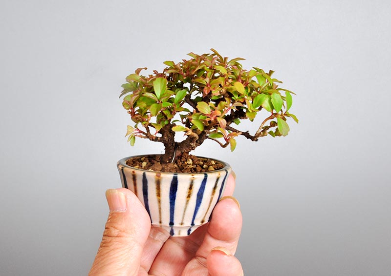 ガマズミ-N1（がまずみ・莢迷）花もの盆栽を別側から見た景色・Viburnum dilatatum bonsai photo