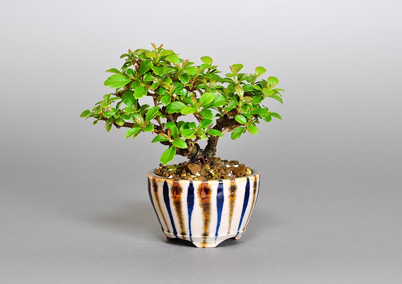 ガマズミ-O1（がまずみ・莢迷）プチ盆栽の販売と育て方・作り方・Viburnum dilatatum bonsai photo