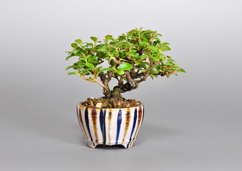 ガマズミ-O1（がまずみ・莢迷）花もの盆栽を裏側から見た景色・Viburnum dilatatum bonsai photo