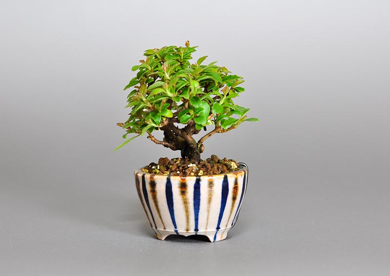 ガマズミ-O1（がまずみ・莢迷）花もの盆栽を右側から見た景色・Viburnum dilatatum bonsai photo