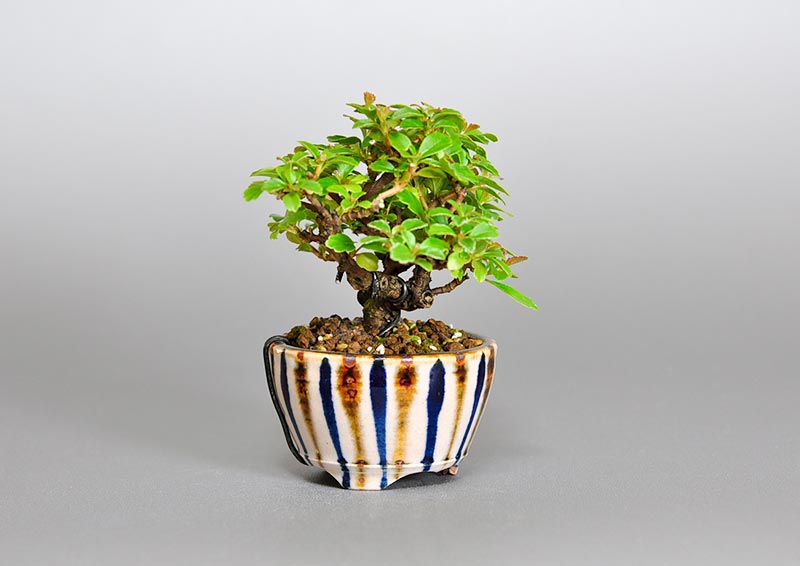 ガマズミ-O1（がまずみ・莢迷）花もの盆栽を左側から見た景色・Viburnum dilatatum bonsai photo