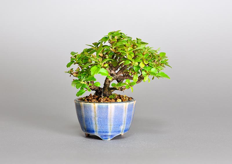 ガマズミ-P1（がまずみ・莢迷）プチ盆栽の販売と育て方・作り方・Viburnum dilatatum bonsai photo