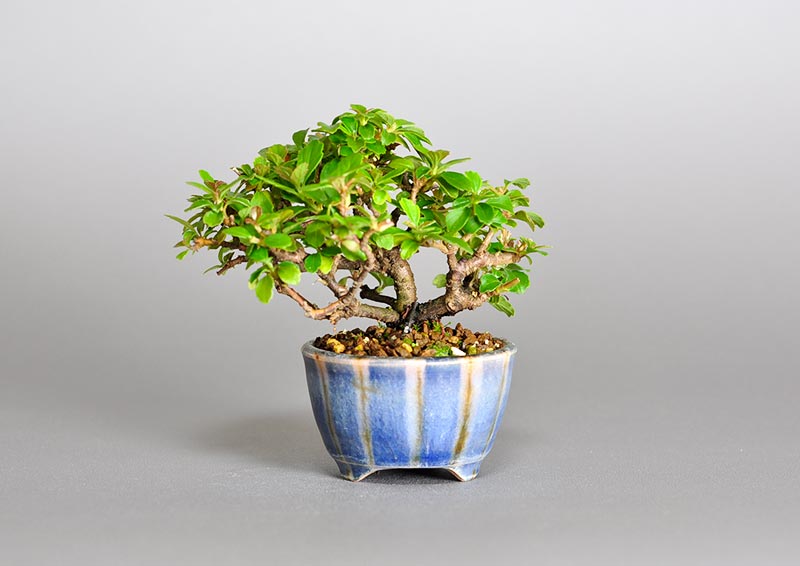 ガマズミ-P1（がまずみ・莢迷）花もの盆栽を裏側から見た景色・Viburnum dilatatum bonsai photo