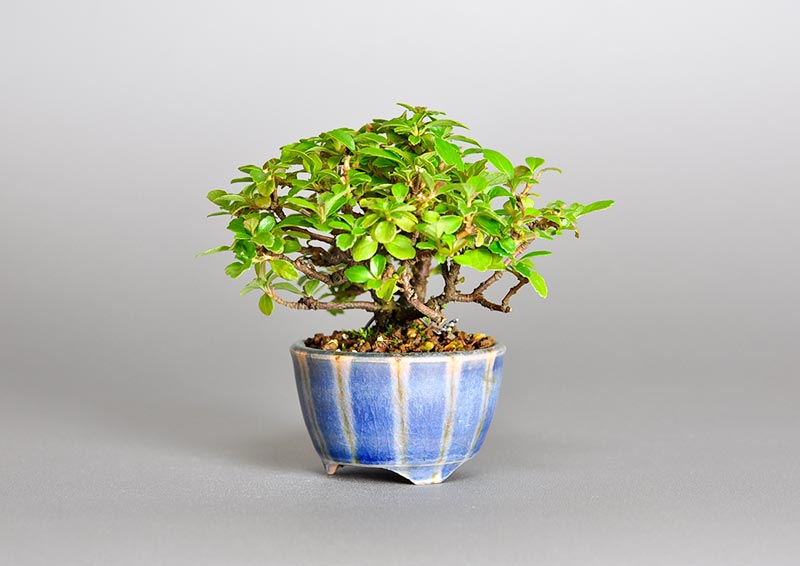 ガマズミ-P1（がまずみ・莢迷）花もの盆栽を右側から見た景色・Viburnum dilatatum bonsai photo