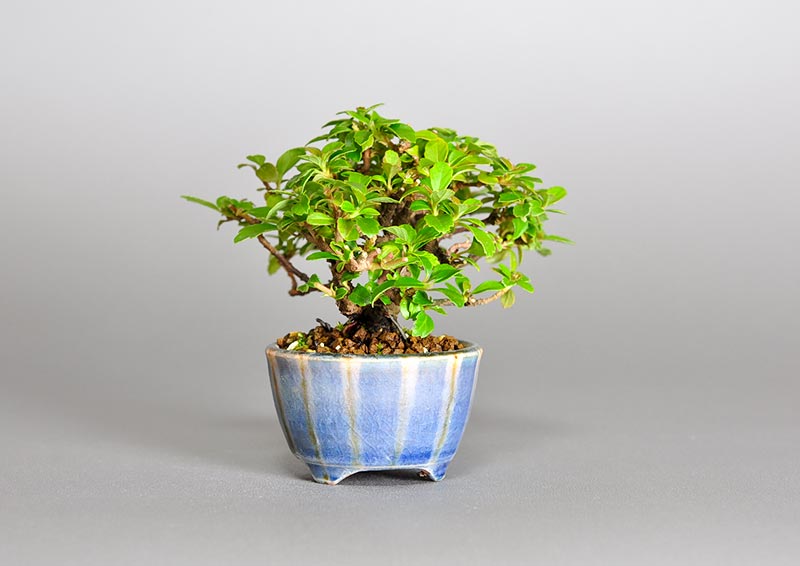 ガマズミ-P1（がまずみ・莢迷）花もの盆栽を左側から見た景色・Viburnum dilatatum bonsai photo