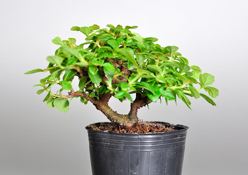 ガマズミQ（がまずみ・莢迷）実もの盆栽を表側から見た景色・Viburnum dilatatum bonsai
