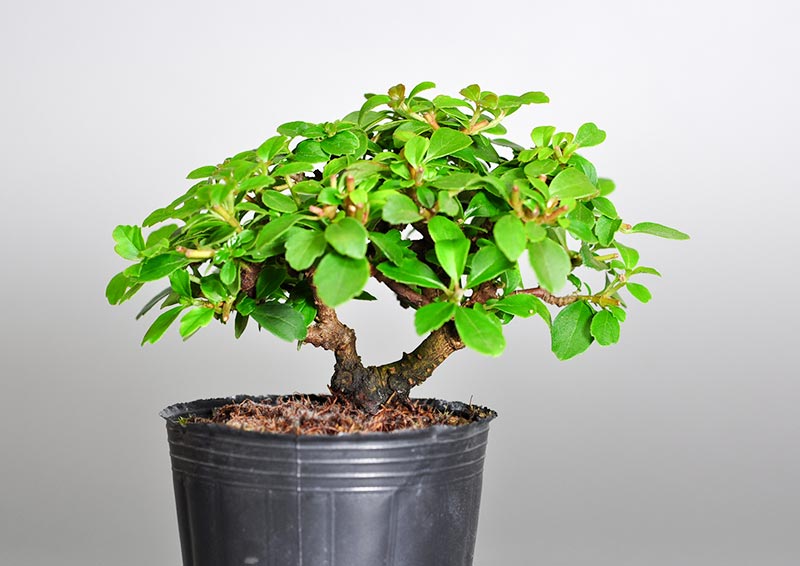 ガマズミQ（がまずみ・莢迷）実もの盆栽を裏側から見た景色・Viburnum dilatatum bonsai