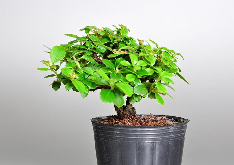 ガマズミQ（がまずみ・莢迷）実もの盆栽を右側から見た景色・Viburnum dilatatum bonsai