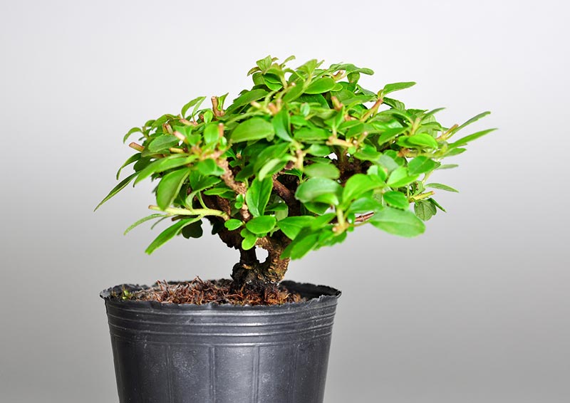 ガマズミQ（がまずみ・莢迷）実もの盆栽を左側から見た景色・Viburnum dilatatum bonsai