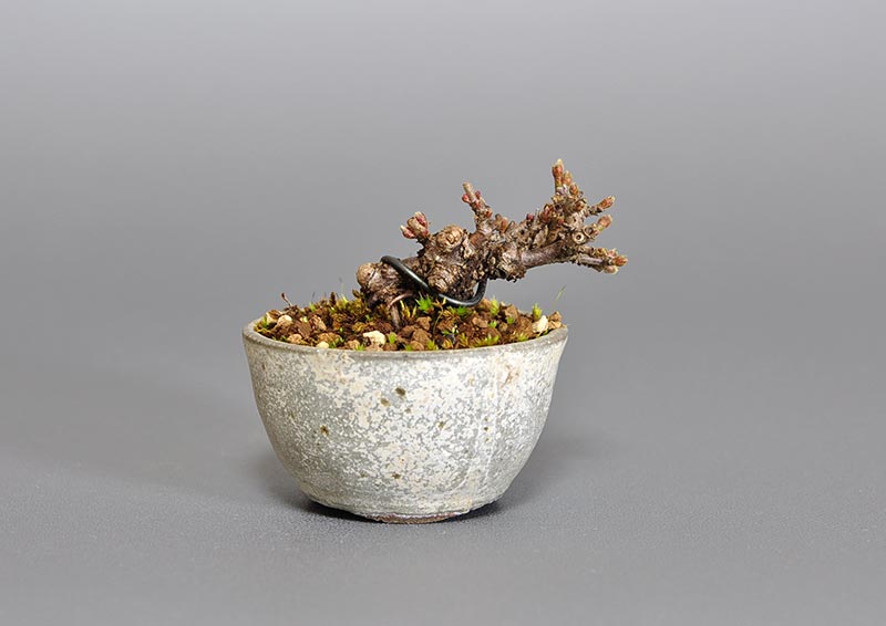 ガマズミ-Q1（がまずみ・金華山莢迷）実もの盆栽の販売と育て方・作り方・Viburnum dilatatum bonsai