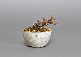 ガマズミ-Q1（金華山莢迷盆栽）Viburnum dilatatum bonsaiの販売・通販店｜Bonsai trees Shop