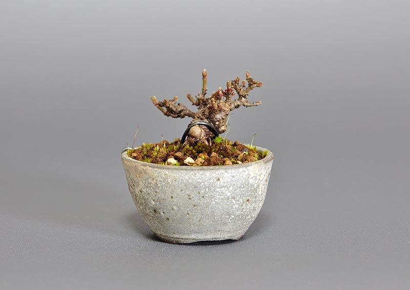 ミニ盆栽・ガマズミ-Q1（がまずみ・金華山莢迷）実もの盆栽を左側から見た景色・Viburnum dilatatum bonsai