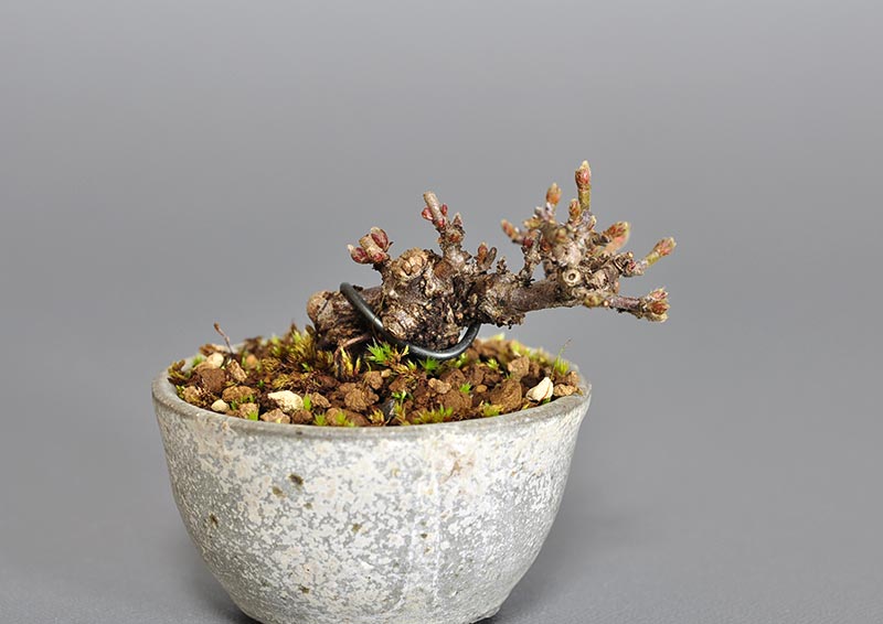 ミニ盆栽・ガマズミ-Q1（がまずみ・金華山莢迷）実もの盆栽を別側から見た景色・Viburnum dilatatum bonsai