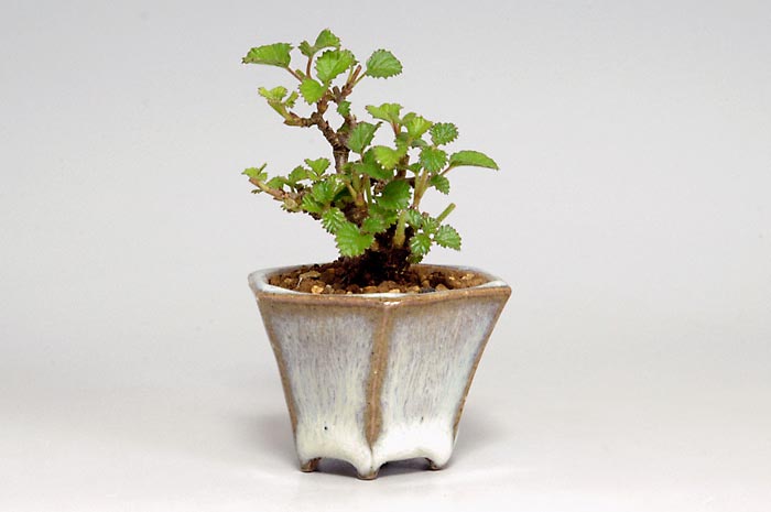 ガマズミR-1（がまずみ・金華山莢迷）実もの盆栽の販売と育て方・作り方・Viburnum dilatatum bonsai