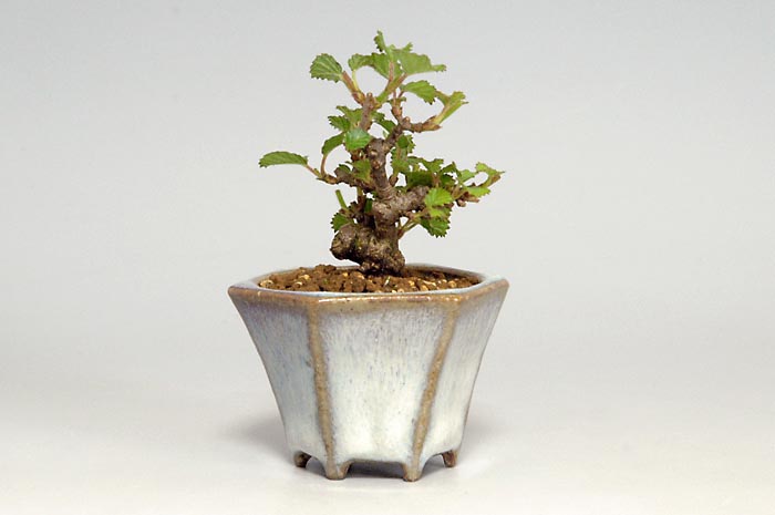ガマズミR-1（がまずみ・金華山莢迷）実もの盆栽を裏側から見た景色・Viburnum dilatatum bonsai