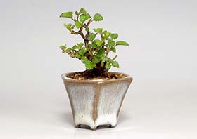ガマズミR（がまずみ・金華山莢迷）実もの盆栽の成長記録-1・Viburnum dilatatum bonsai